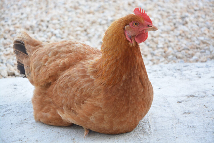 The Submissive Squat What Your Chicken Is Telling You Grit